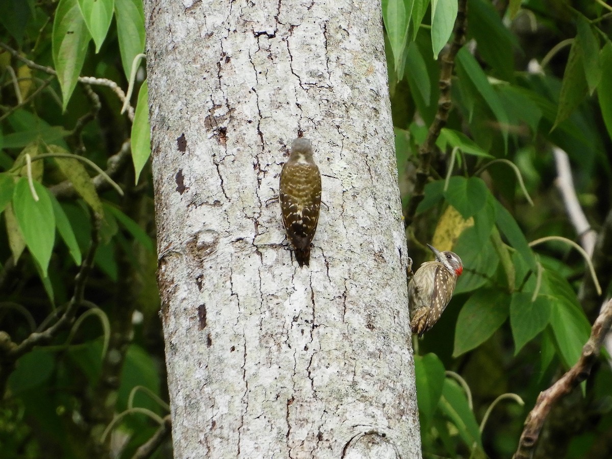 Sulawesi Pygmy Woodpecker - ML479849491