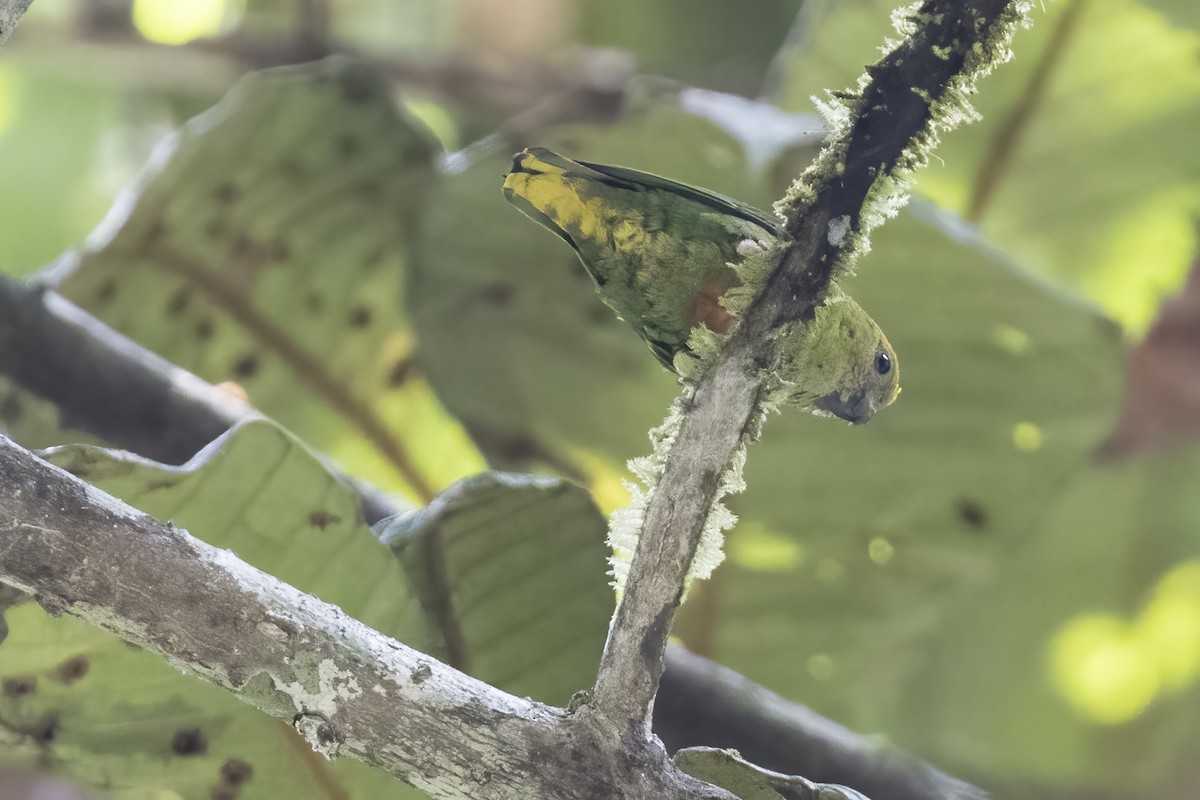Yellow-capped Pygmy-Parrot - ML479849941