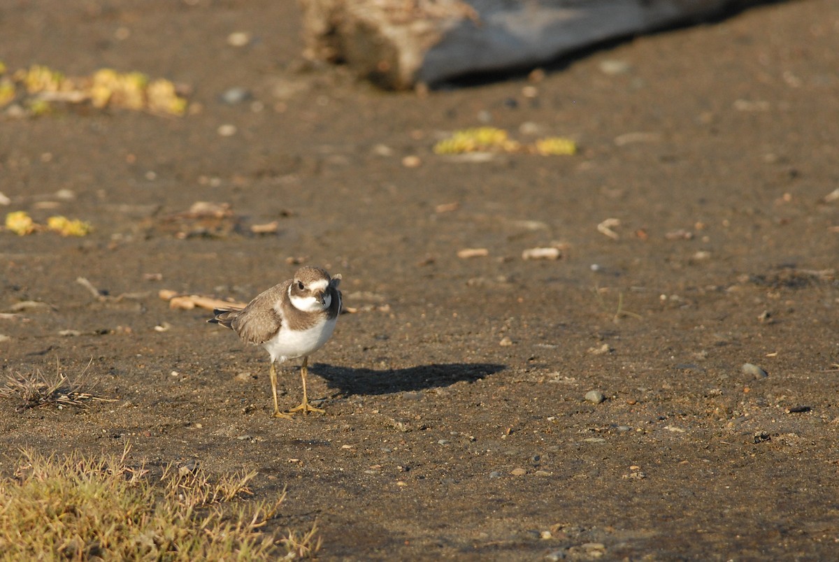 Common Ringed Plover - ML47985071