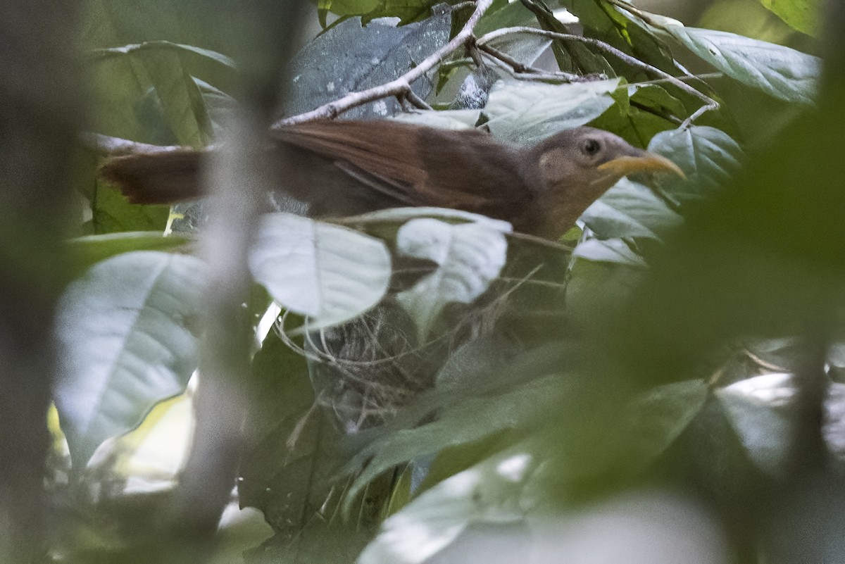 Papuan Babbler - ML479850751