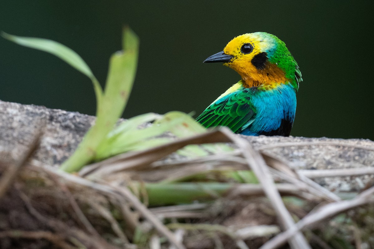 Multicolored Tanager - ML479851061