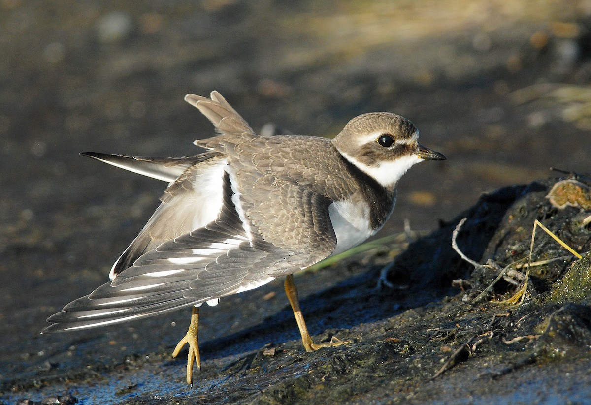 Common Ringed Plover - ML47985161