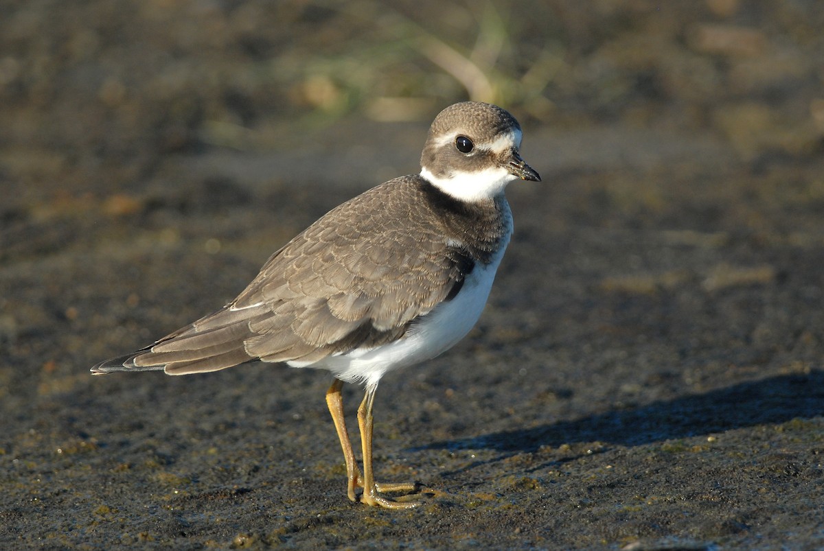 Common Ringed Plover - ML47985231