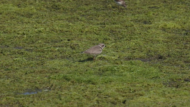 Semipalmated Plover - ML479862111