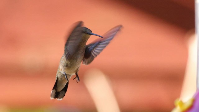 Black-chinned Hummingbird - ML479862711