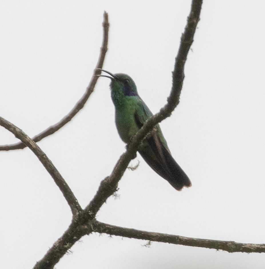 kolibřík modrouchý - ML479864401