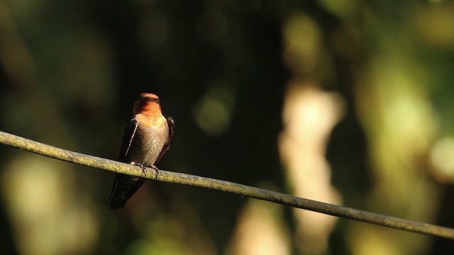 Pacific Swallow - ML479868
