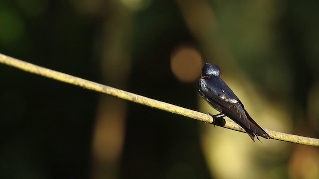 Pacific Swallow - ML479869
