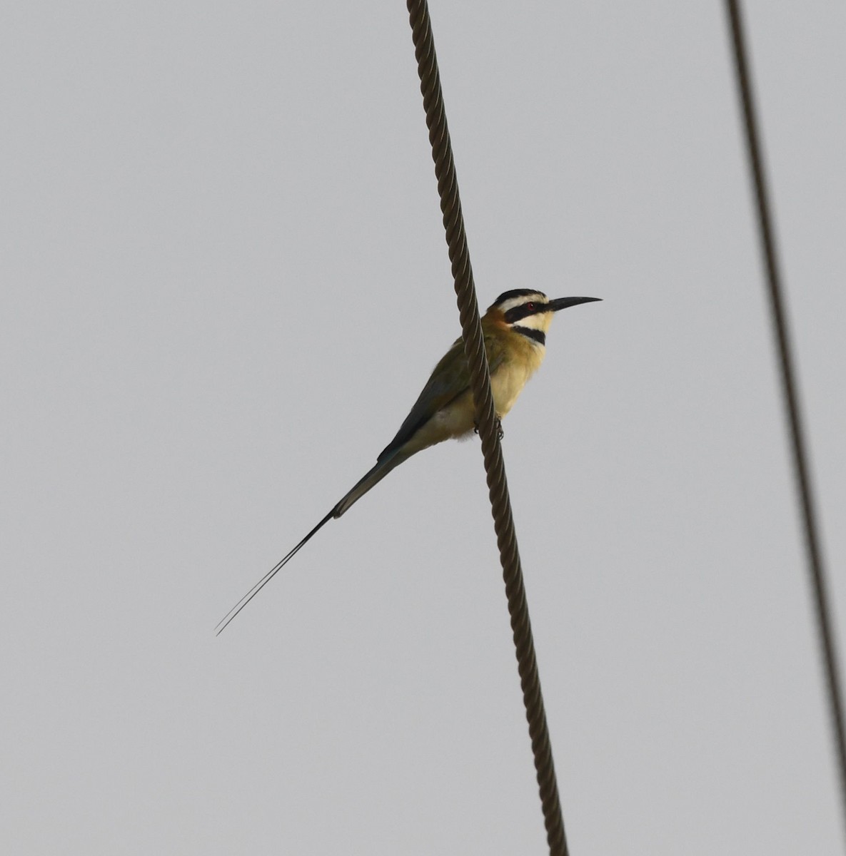 White-throated Bee-eater - ML479870051