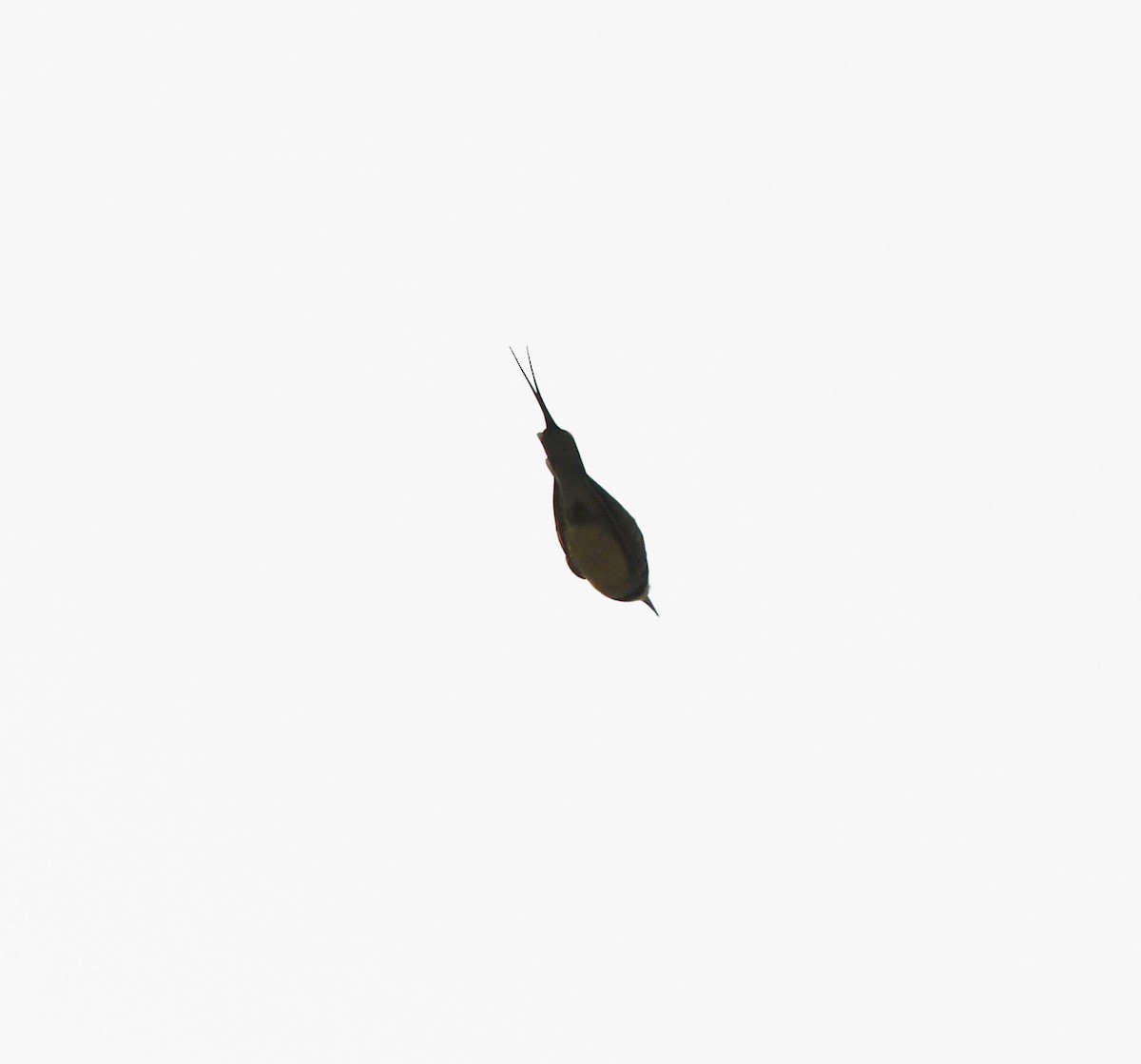 White-throated Bee-eater - ML479870091