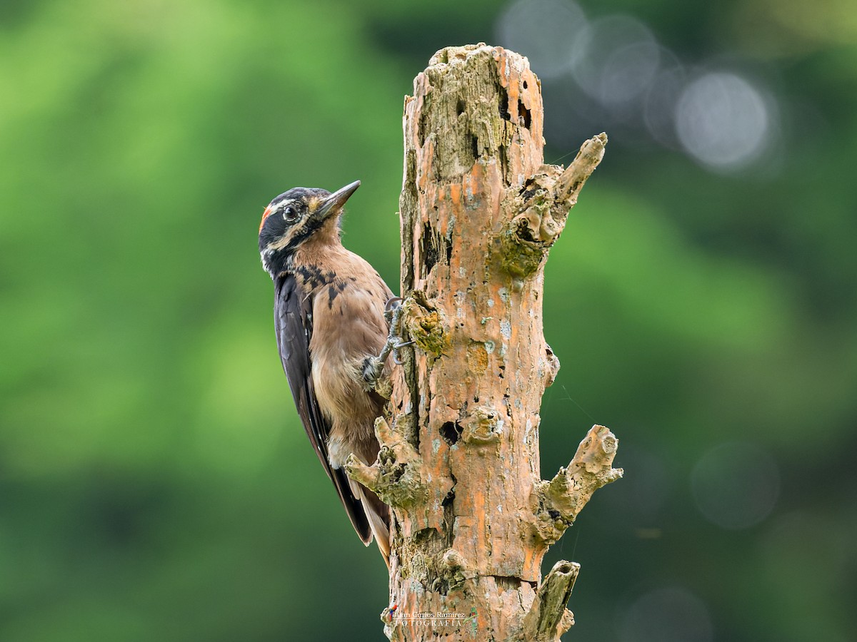 Hairy Woodpecker - ML479870391