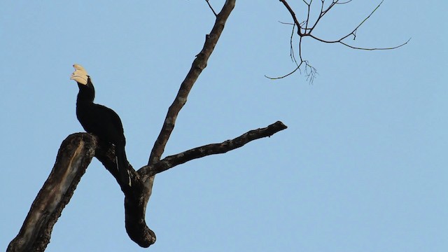 Black Hornbill - ML479871