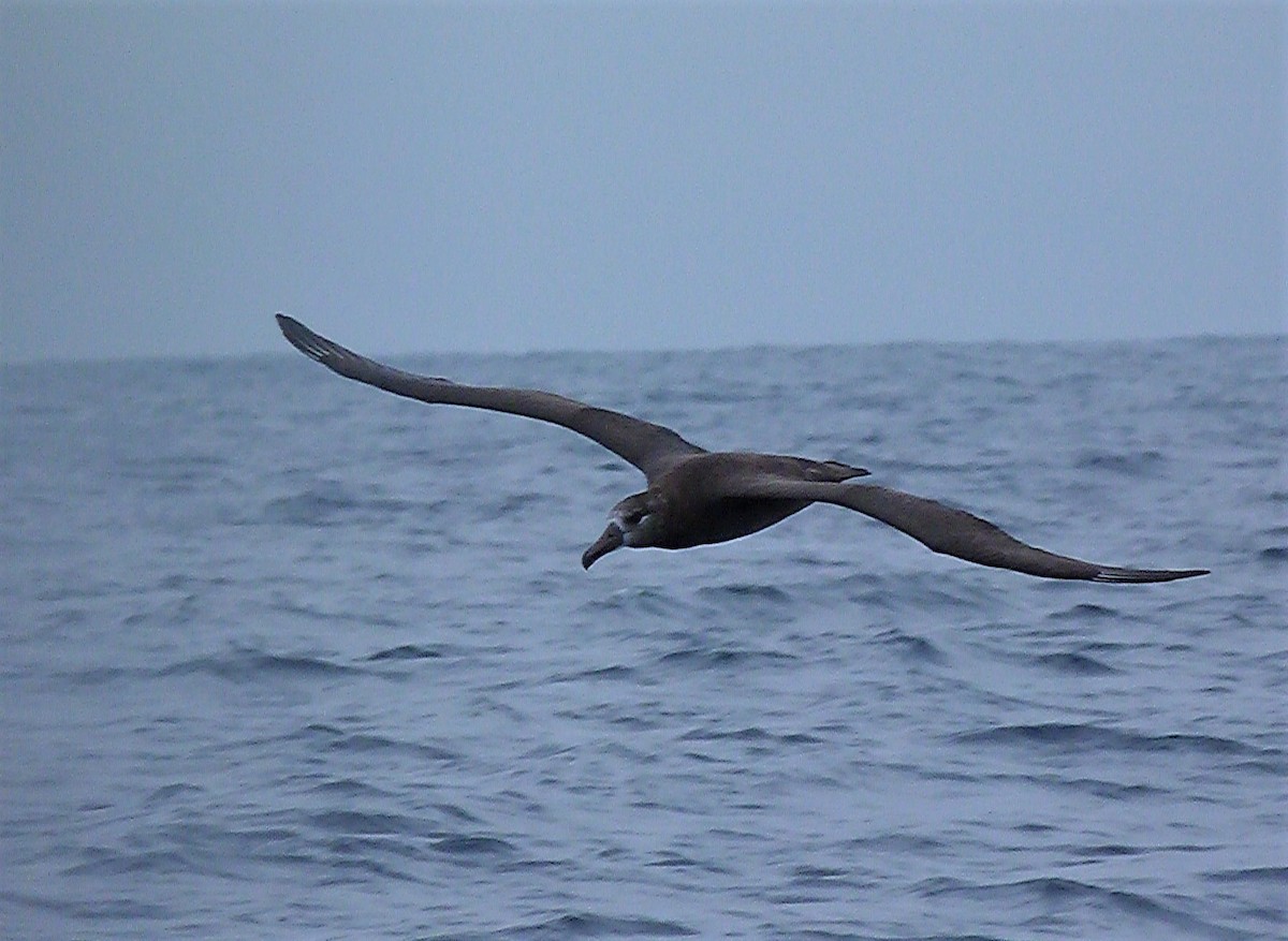 Black-footed Albatross - Tony Kurz