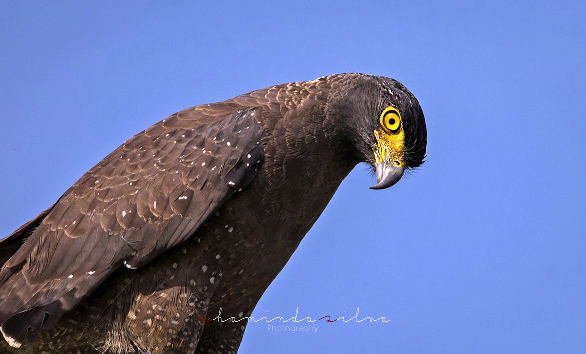 Crested Serpent-Eagle - ML479874231