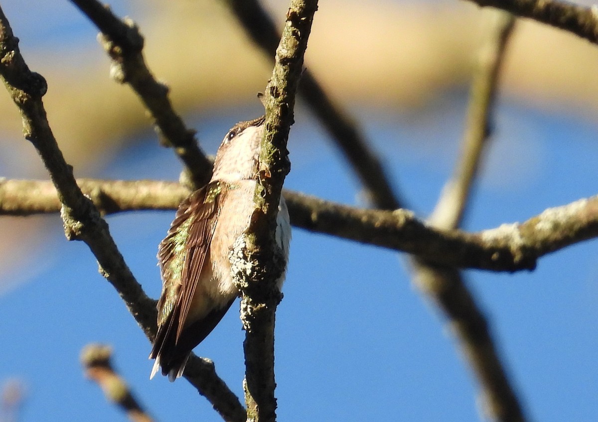 Ruby-throated Hummingbird - ML479874451