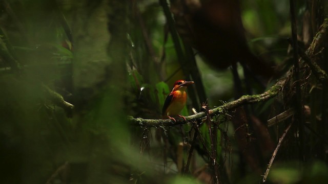 Rufous-backed Dwarf-Kingfisher - ML479882