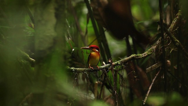 Rufous-backed Dwarf-Kingfisher - ML479883