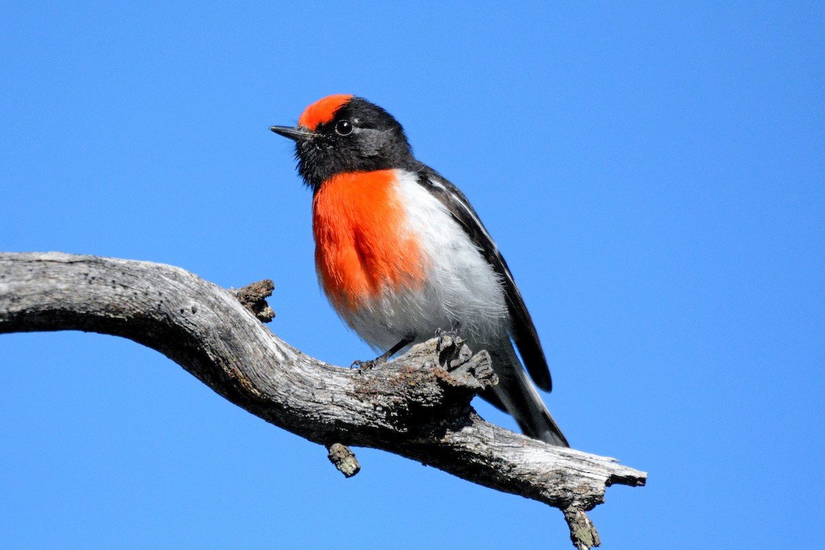 Red-capped Robin - ML479886341