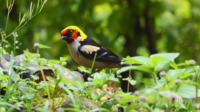 Flame-faced Tanager (Flame-faced) - ML479890941