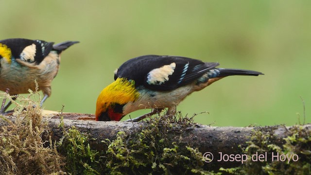 Flame-faced Tanager (Flame-faced) - ML479892351