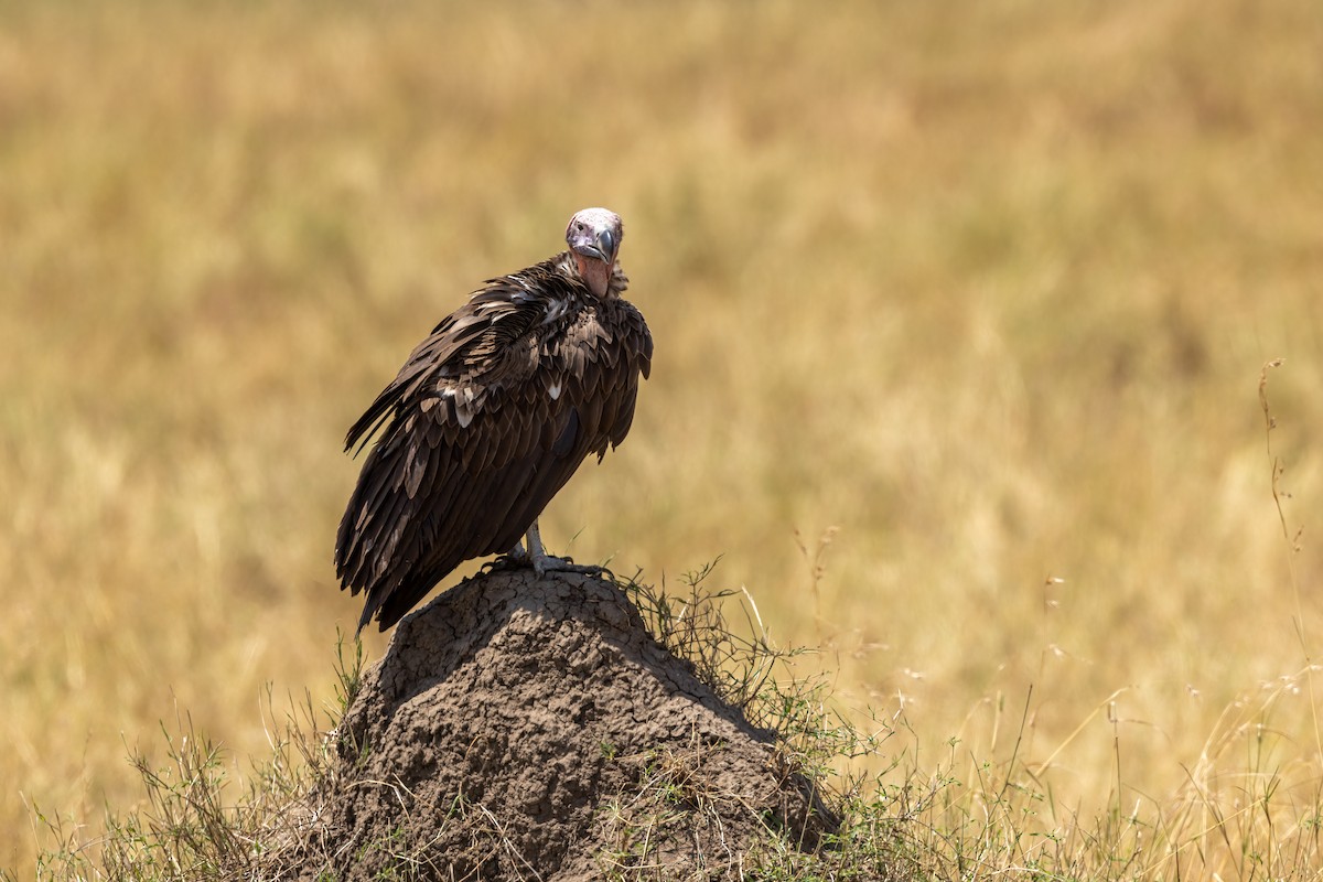Lappet-faced Vulture - ML479896011