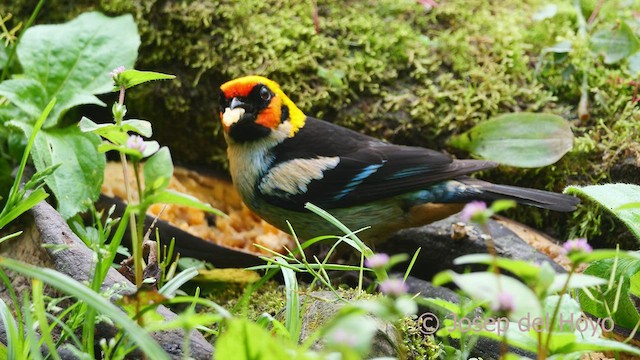 Flame-faced Tanager (Flame-faced) - ML479896491