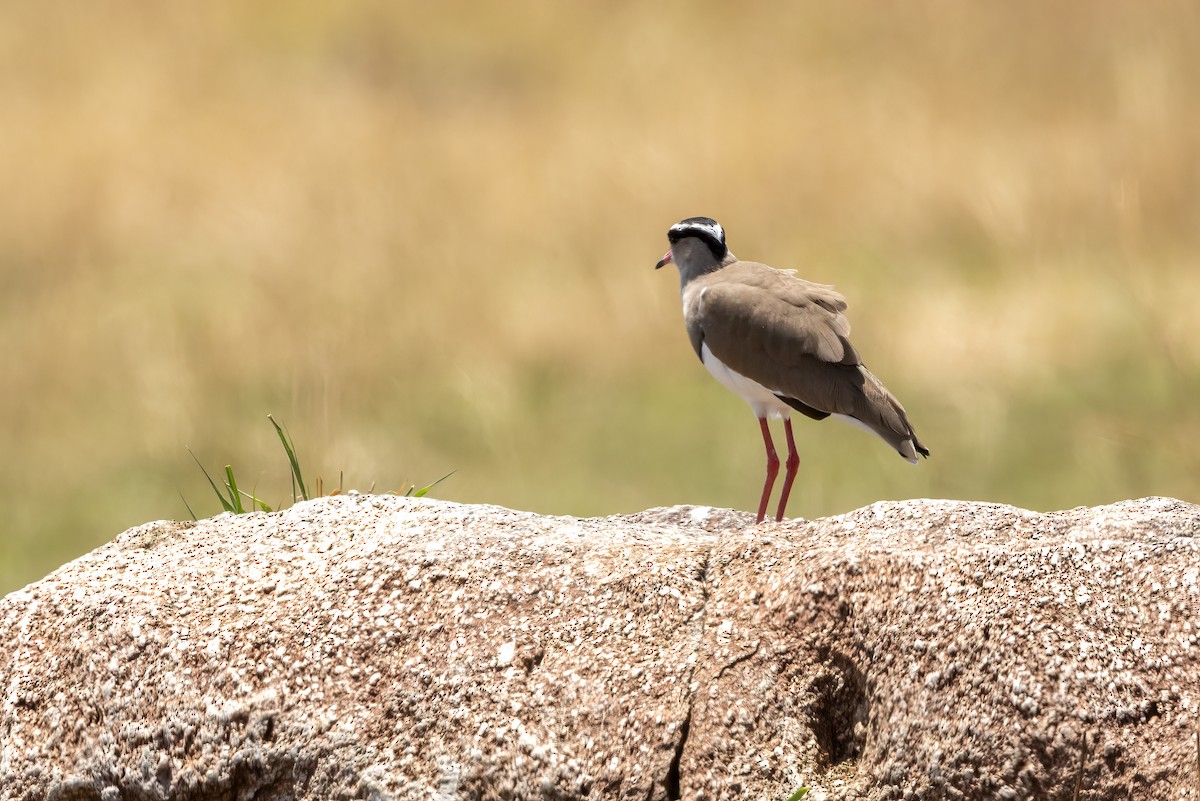 Crowned Lapwing - ML479899501
