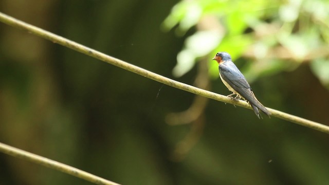 Pacific Swallow - ML479900