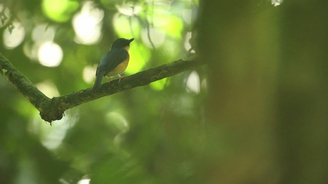 Sunda Blue Flycatcher - ML479904