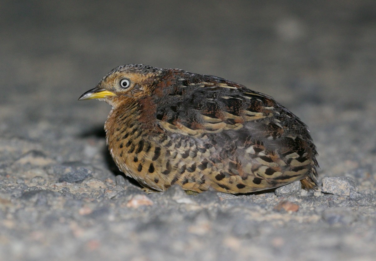 Red-backed Buttonquail - ML479904071