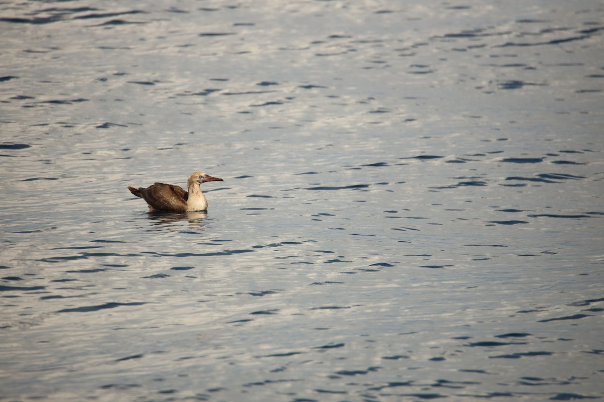 Ml479904521 red footed booby macaulay library