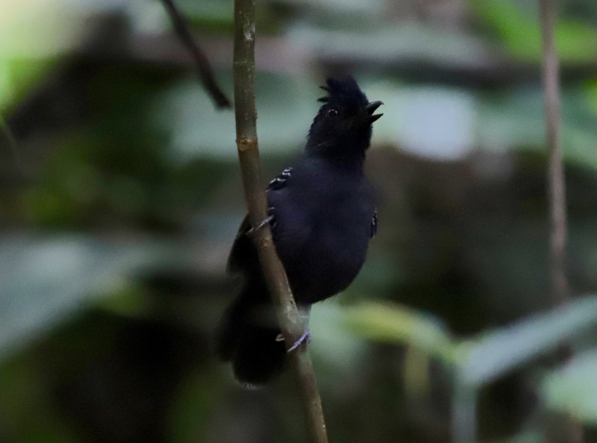 Black-headed Antbird (Hellmayr's) - ML479905991