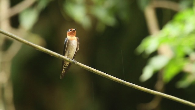 Pacific Swallow - ML479906