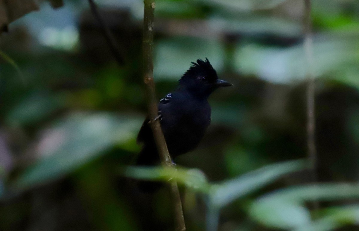Black-headed Antbird (Hellmayr's) - ML479906051