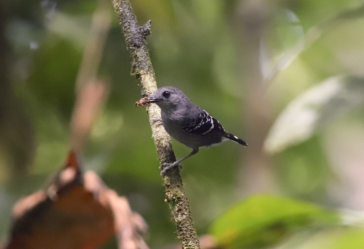 Common Scale-backed Antbird - Anthony Collerton