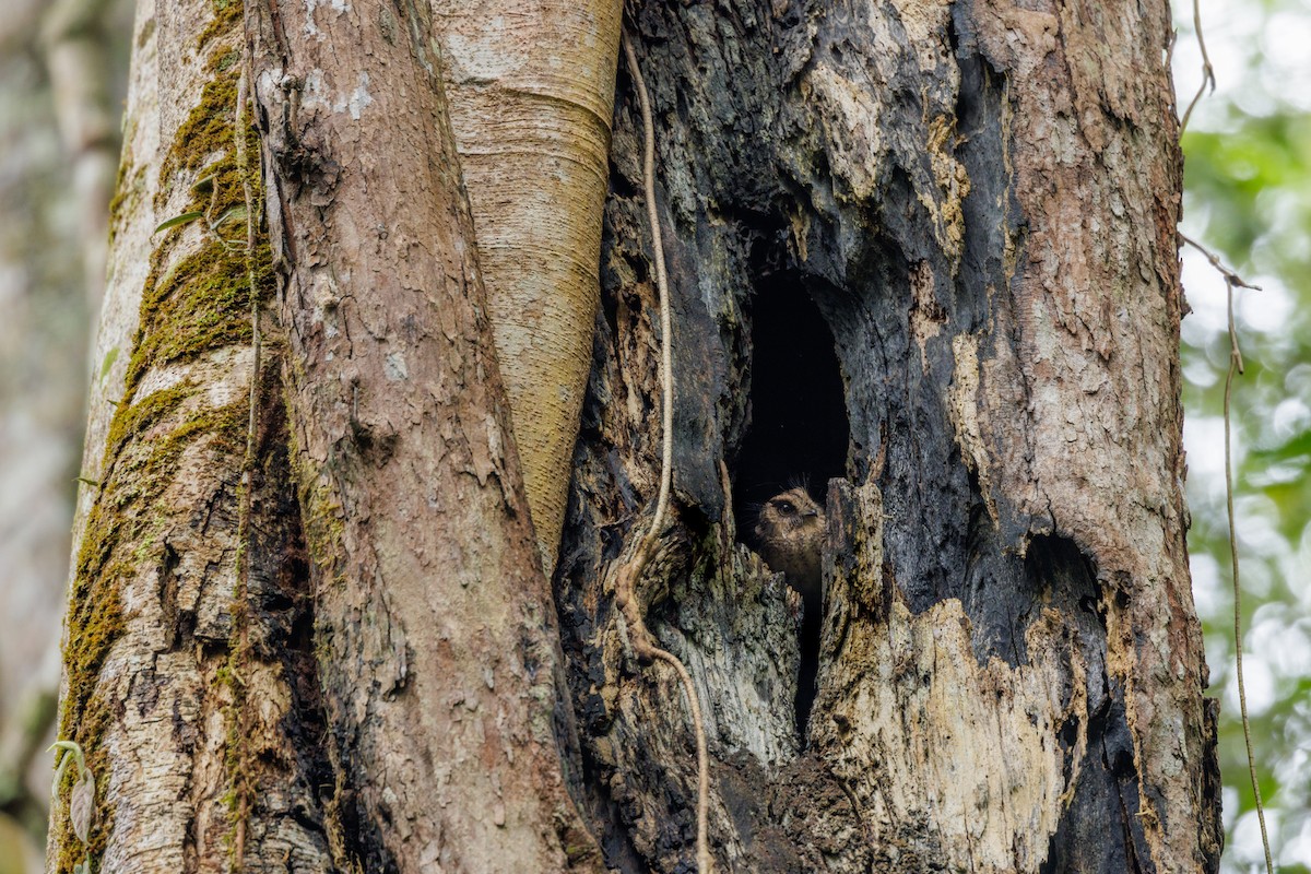 Vogelkop Owlet-nightjar - Neil Broekhuizen