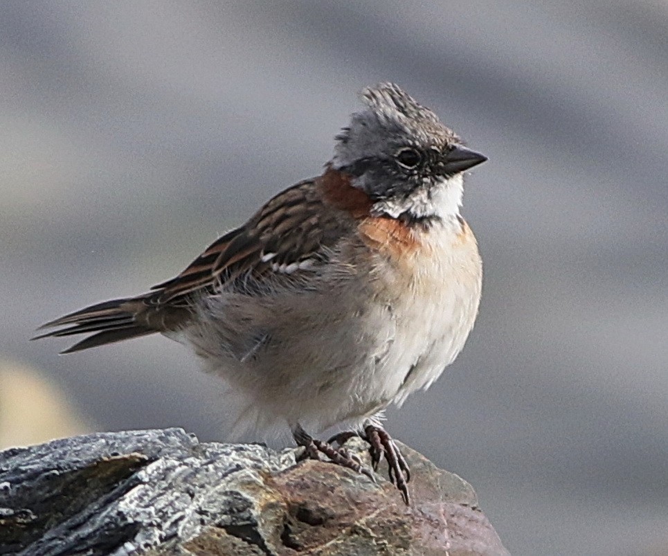 Rufous-collared Sparrow - Derek Stokes