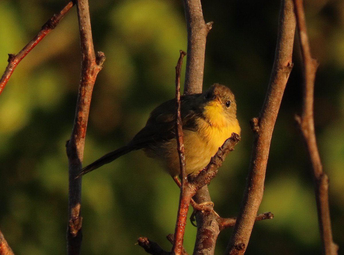 Common Yellowthroat - stephen johnson  🦜