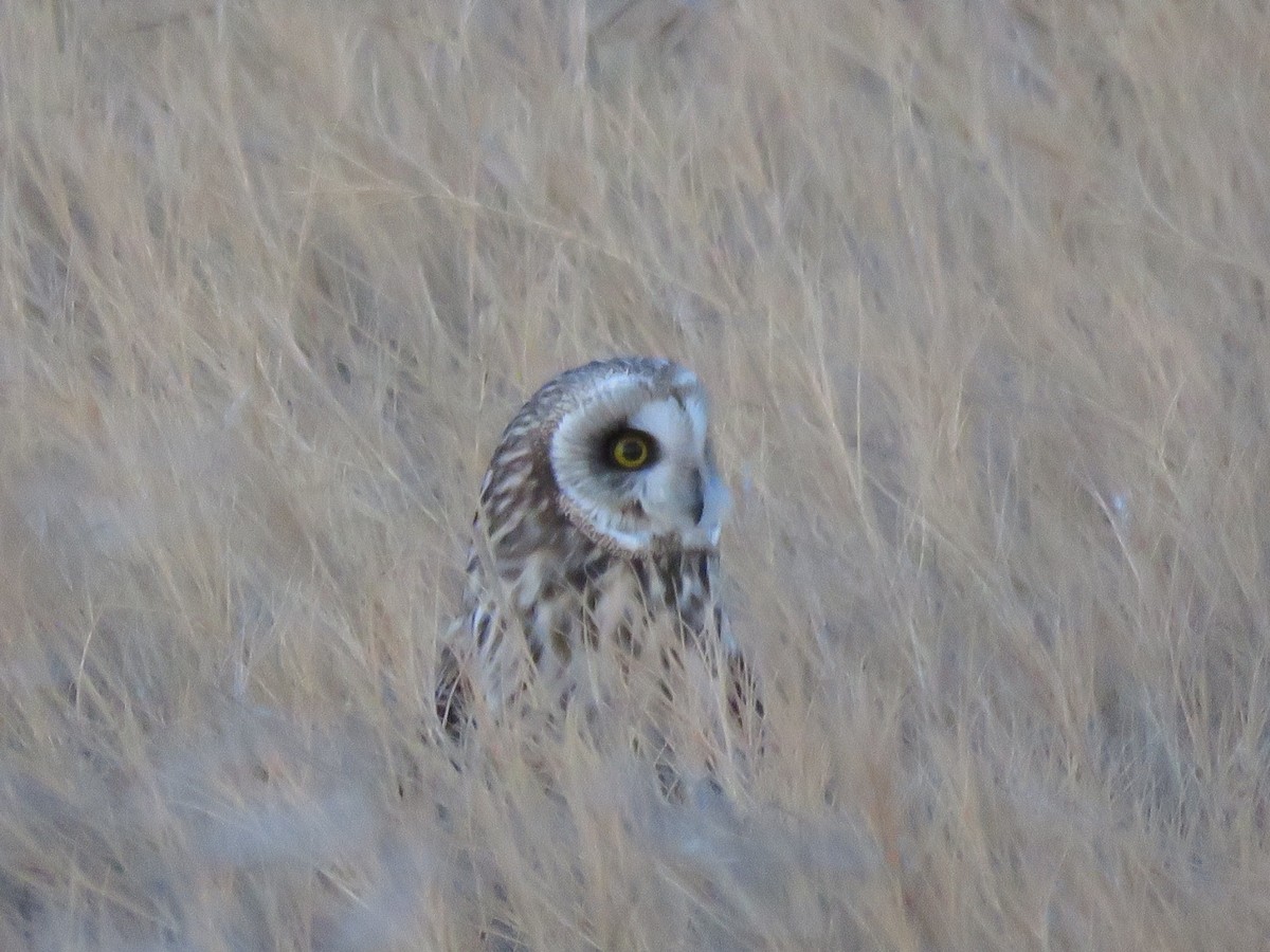 Short-eared Owl (Northern) - ML47991721