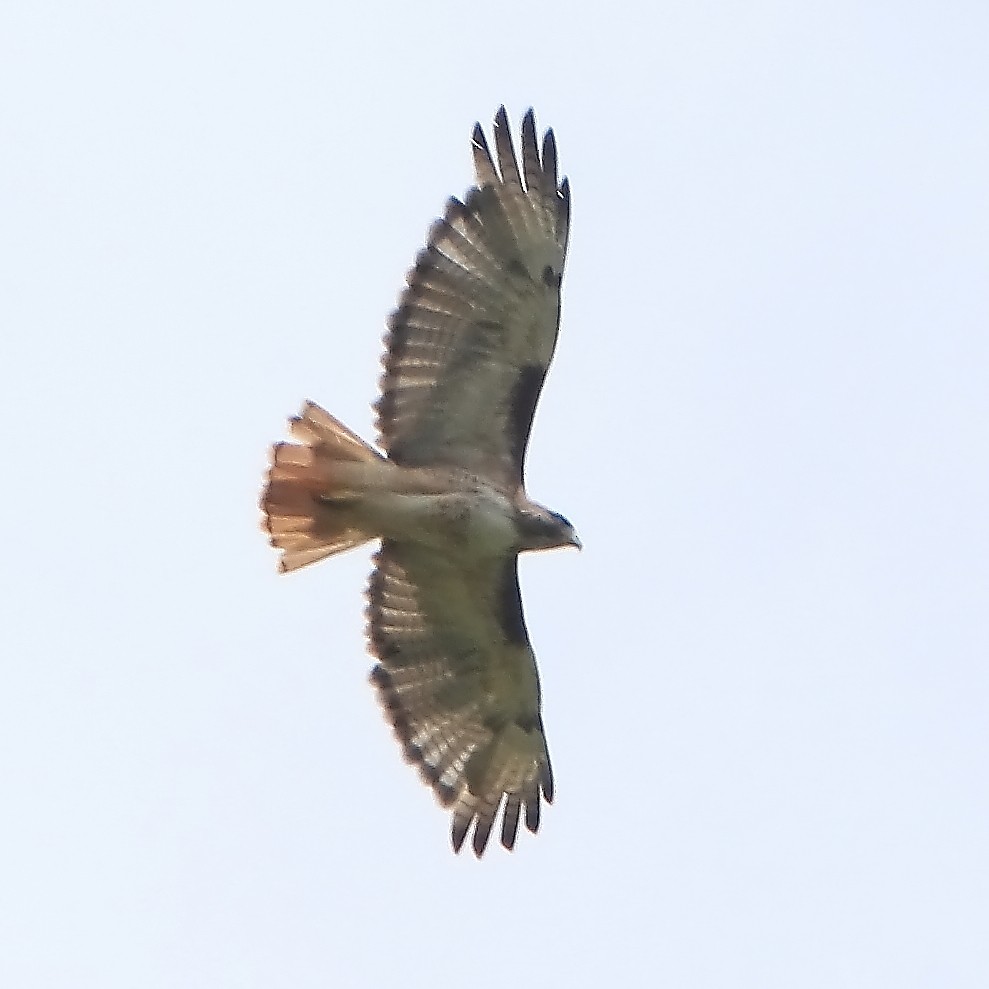 Red-tailed Hawk - ML479918081
