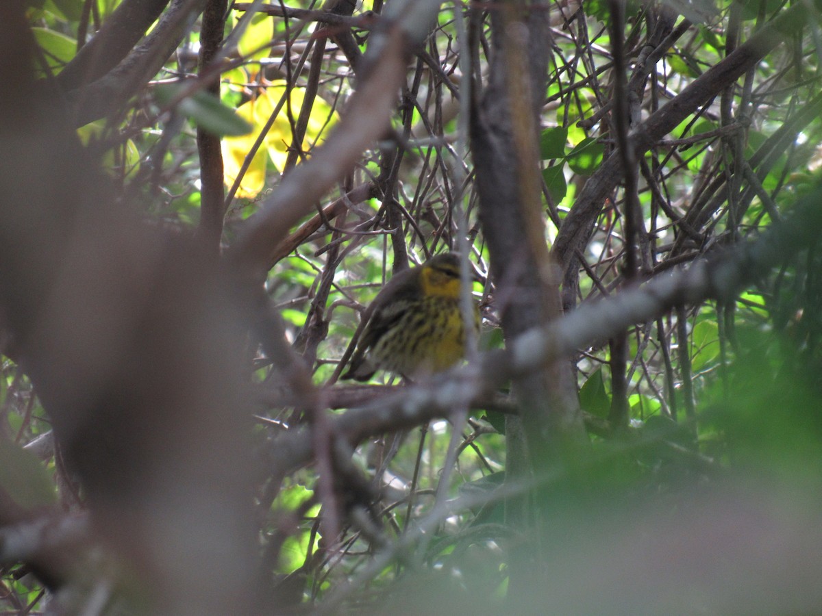 Cape May Warbler - ML47991841
