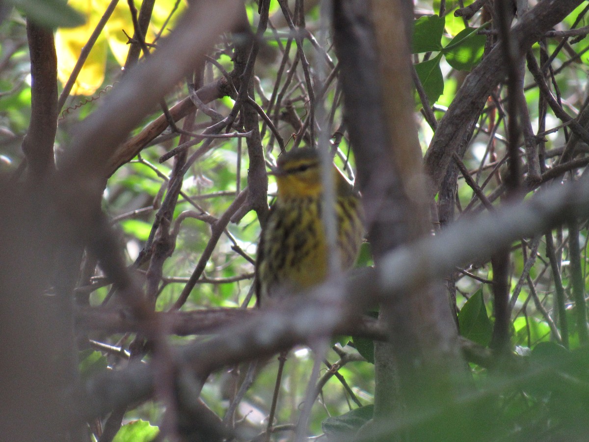 Cape May Warbler - ML47991881