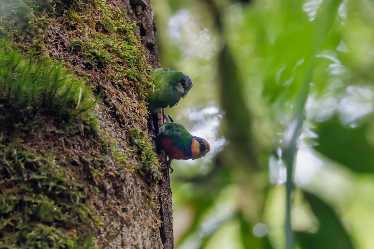 Red-breasted Pygmy-Parrot - ML479918841