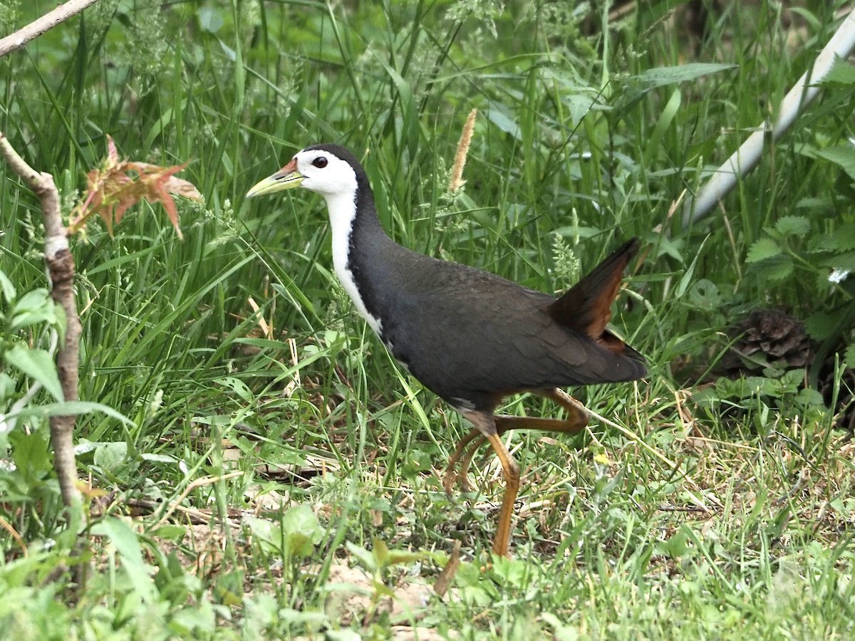 White-breasted Waterhen - Will Morris