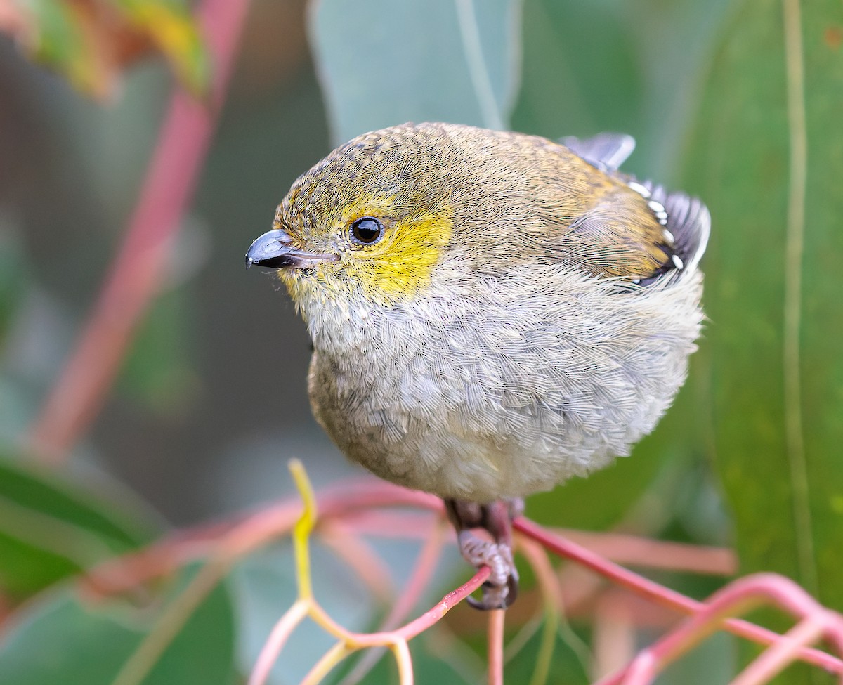 Forty-spotted Pardalote - Jacob Crisp