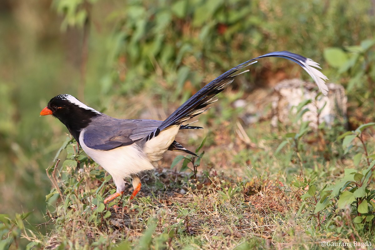 Red-billed Blue-Magpie - Gaurang Bagda