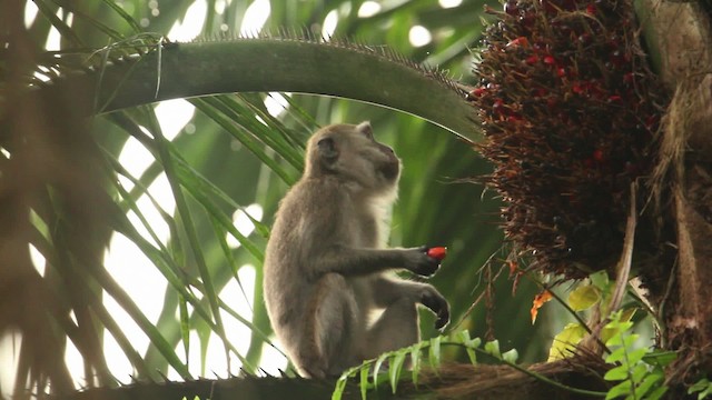 Long-tailed Macaque - ML479926