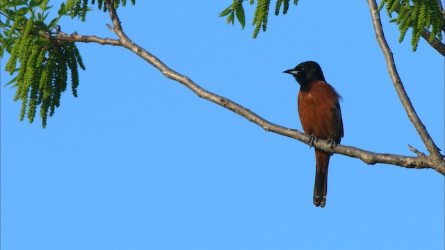 Orchard Oriole - ML479930