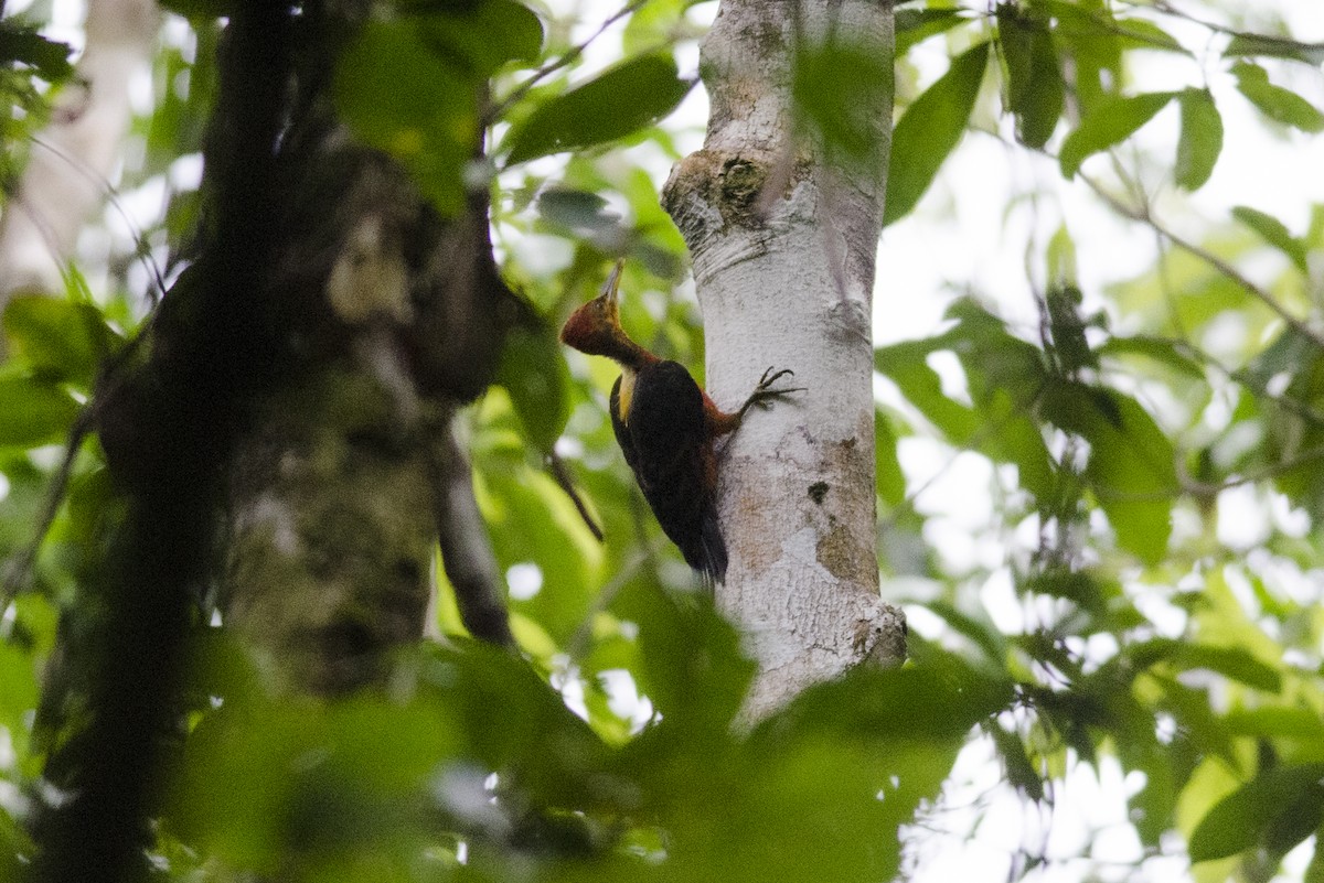 Orange-backed Woodpecker - Wachara  Sanguansombat