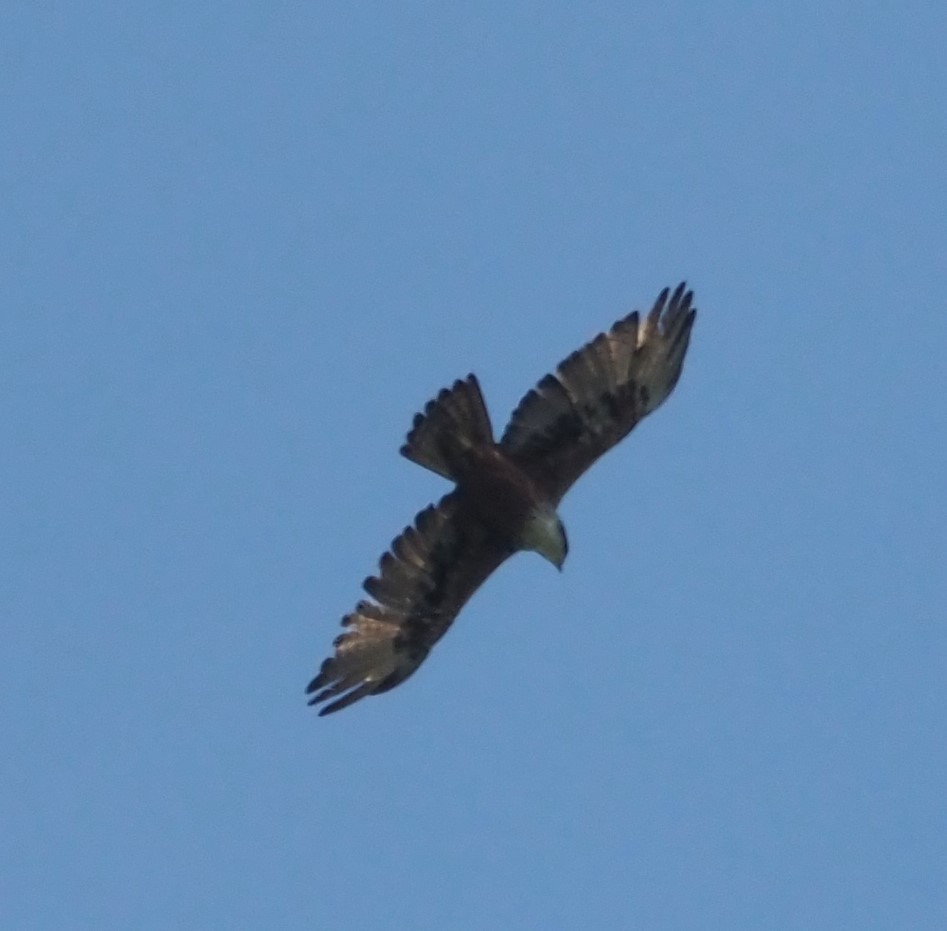 Rufous-bellied Eagle - ML479937491